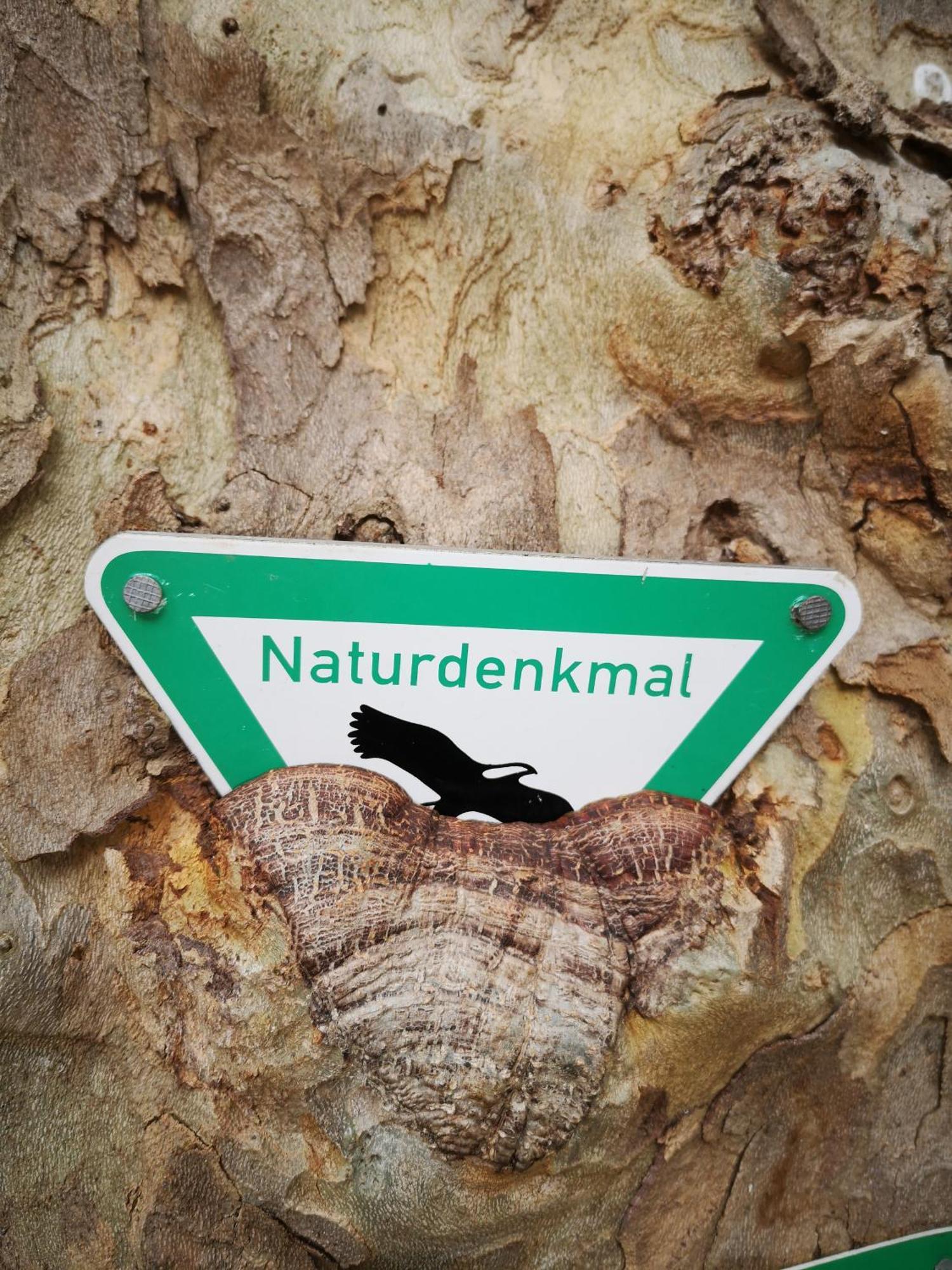 Ferienwohnung In Waldrandlage In Nationalpark Schleiden / Eifel المظهر الخارجي الصورة