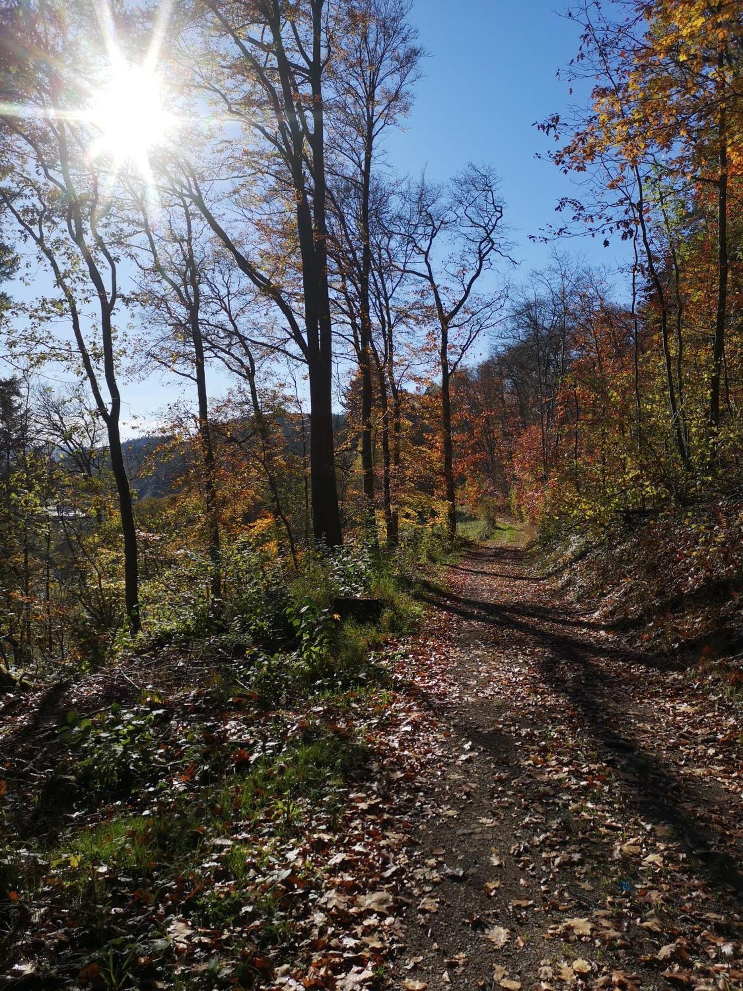 Ferienwohnung In Waldrandlage In Nationalpark Schleiden / Eifel المظهر الخارجي الصورة