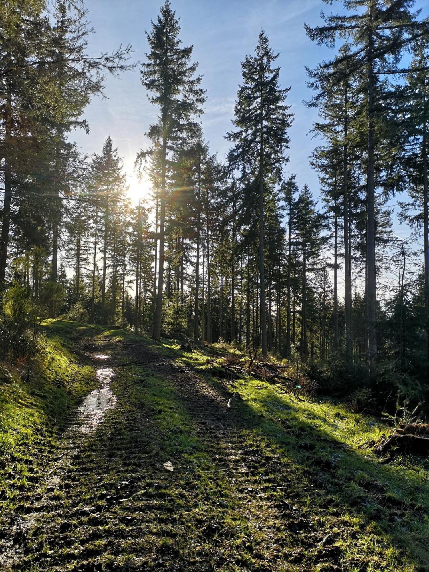 Ferienwohnung In Waldrandlage In Nationalpark Schleiden / Eifel المظهر الخارجي الصورة