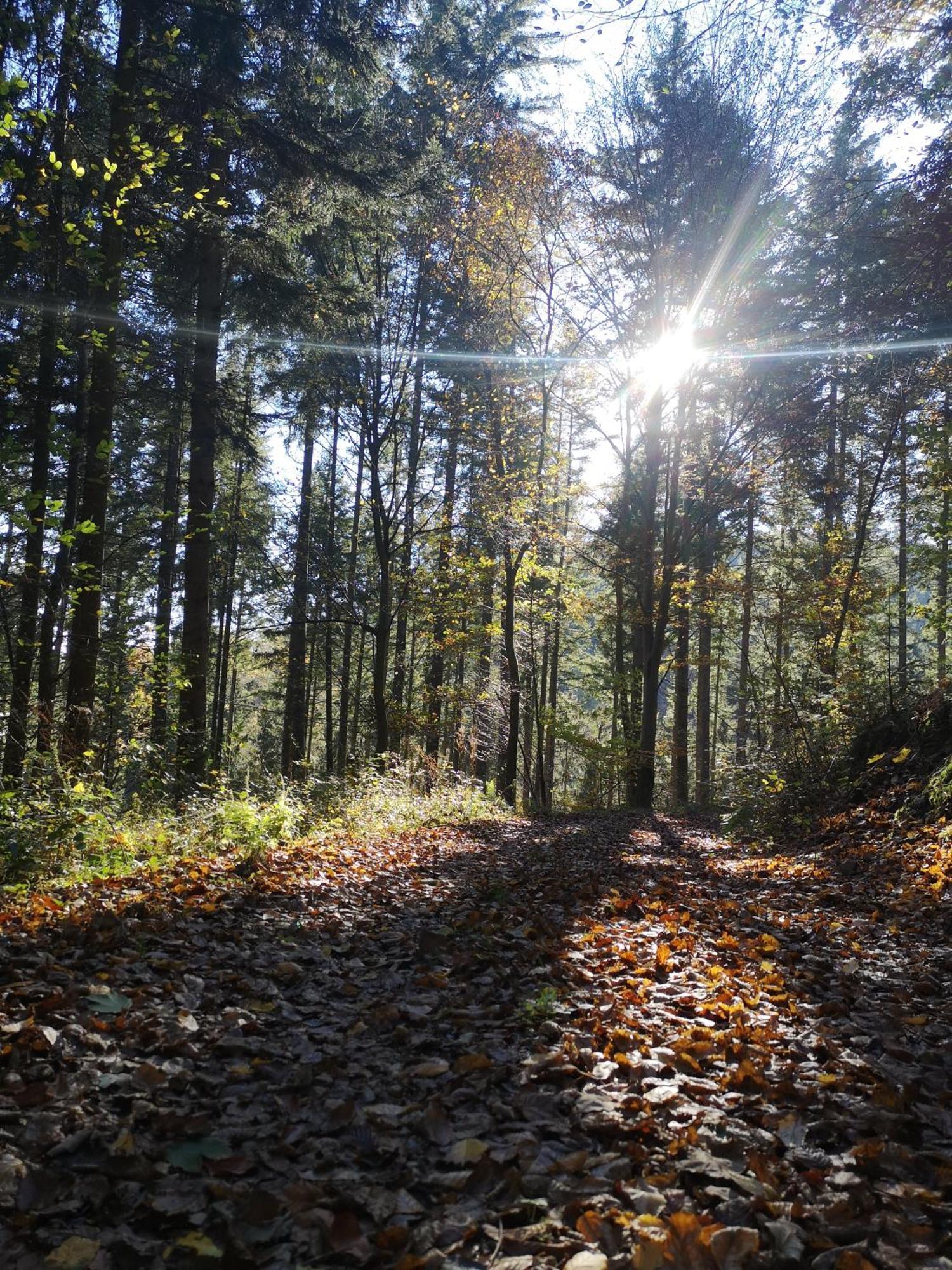 Ferienwohnung In Waldrandlage In Nationalpark Schleiden / Eifel المظهر الخارجي الصورة
