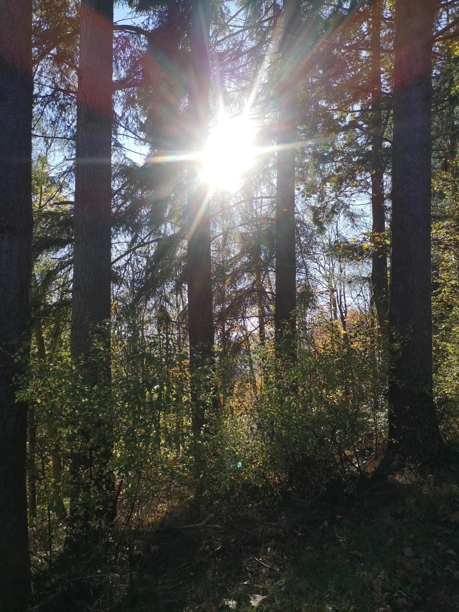 Ferienwohnung In Waldrandlage In Nationalpark Schleiden / Eifel المظهر الخارجي الصورة
